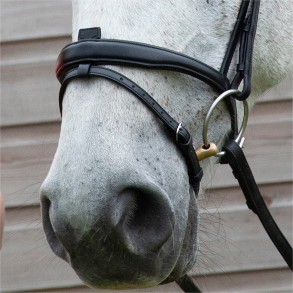 Henry James Flash Bridle HP-D1HJ COB BLACK / NB-6HJ-COB- BLACK / CS-1HJ-COB- BLACK / BB-2HJ-COB- BLACK - Black